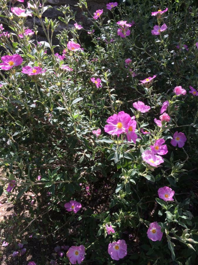 Le Mazet Des Joncs En Provence Villa Saint-Pierre-de-Vassols Eksteriør billede