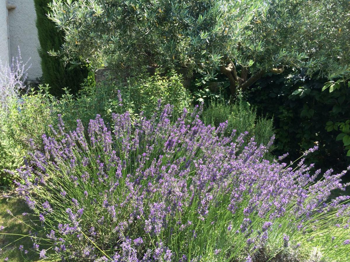Le Mazet Des Joncs En Provence Villa Saint-Pierre-de-Vassols Eksteriør billede